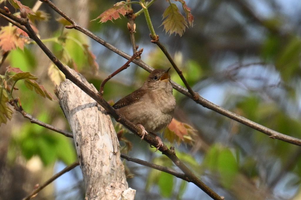 Wren, House, 2025-05087648 Parker River NWR, MA.JPG - House Wren.  Parker River National Wildlife Refuge, MA, 5-8-2025